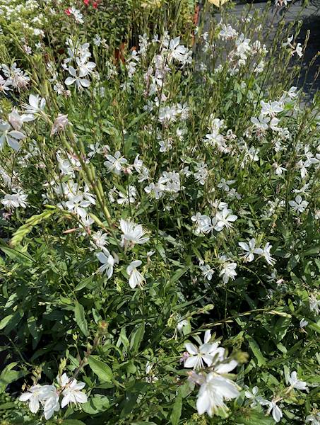 Gaura  Lindheimera Butterflies