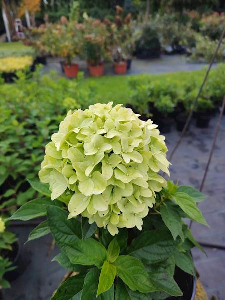 Hortensja bukietowa Little Spooky 3L