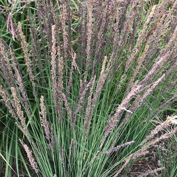 Trzęślica trzcinowata Moorhexe