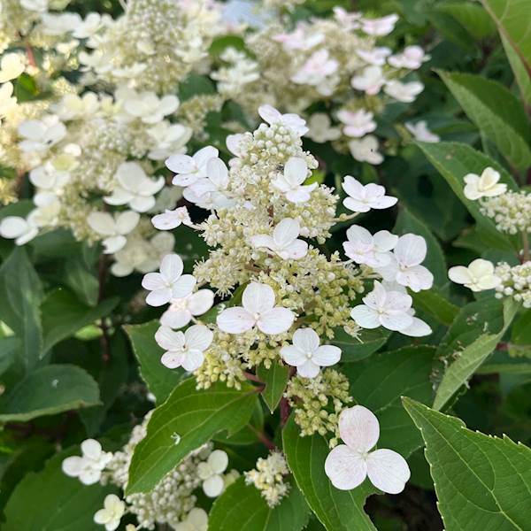 Hortensja bukietowa Early Harry PBR