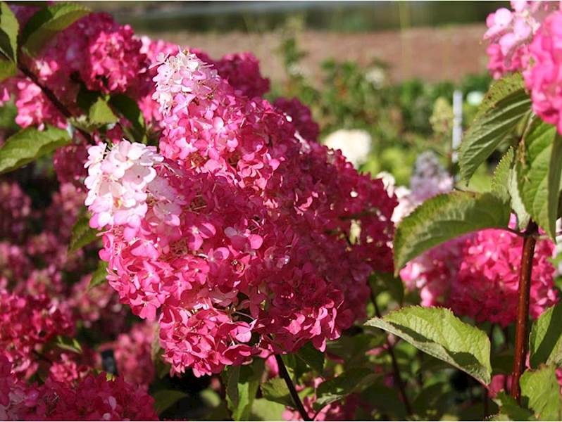 Hortensja bukietowa Fraise Melba