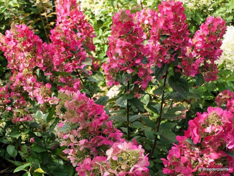 Hortensja bukietowa Magical Flame PBR