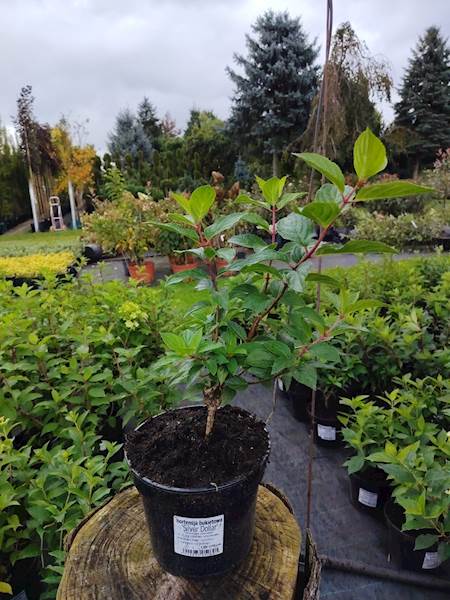 Hortensja bukietowa Silver Dolar 3L