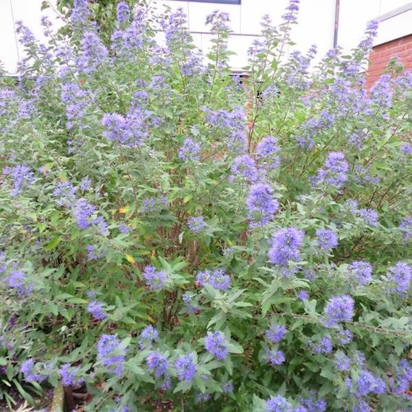 Barbula klandońska Haevenly Blue
