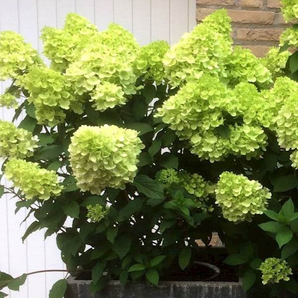 Hortensja bukietowa Mojito 3L