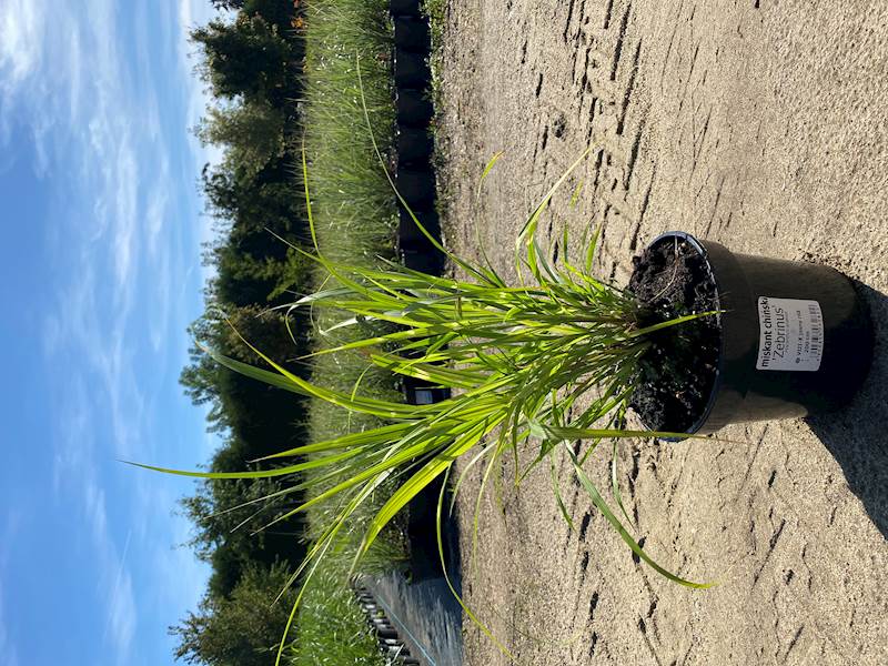 Miskant chiński Zebrinus