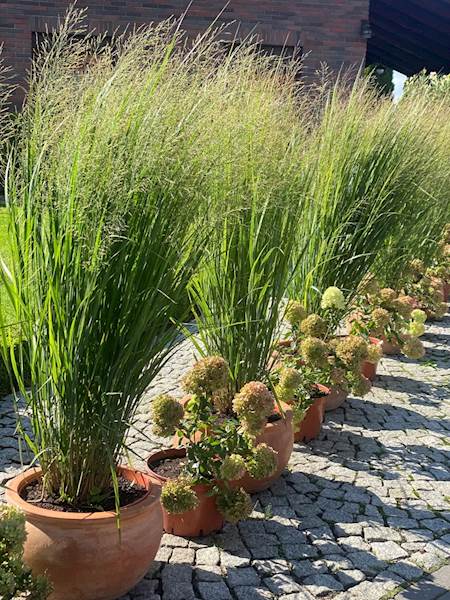 Proso rózgowate Northwind