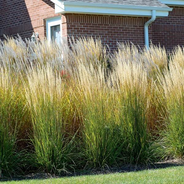 Trzcinnik ostrokwiatowy Overdam