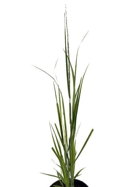 Panicum virgatum Northwind