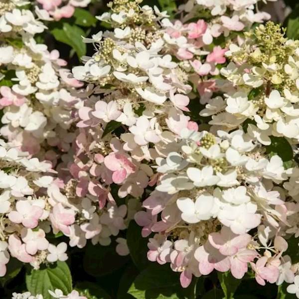 Hortensja bukietowa Early Harry PBR