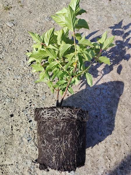 Hortensja bukietowa Polar Bear 3L
