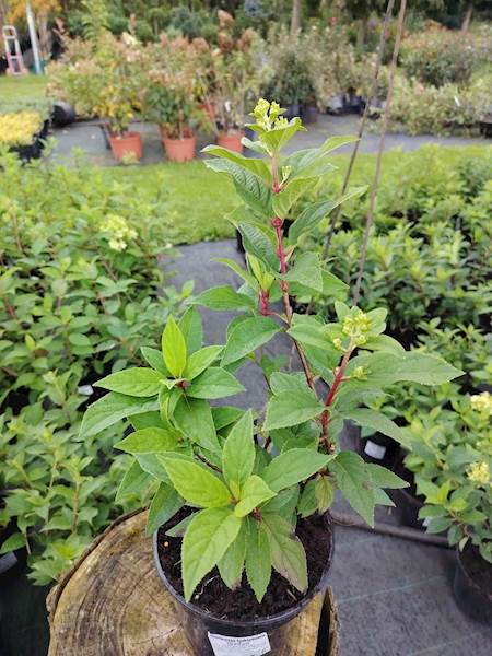 Hortensja bukietowa Bonfire 3L