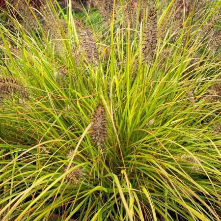 Rozplenica japońska Hameln Yellow