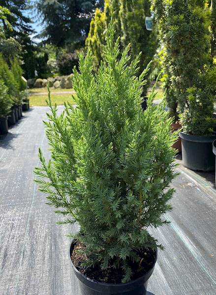 Jałowiec chiński Stricta