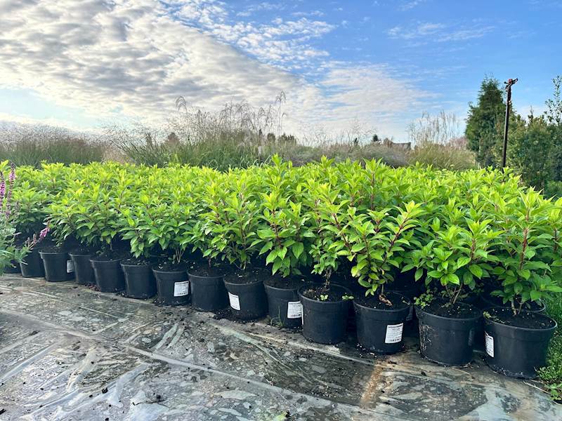 Hortensja bukietowa Hercules 3L