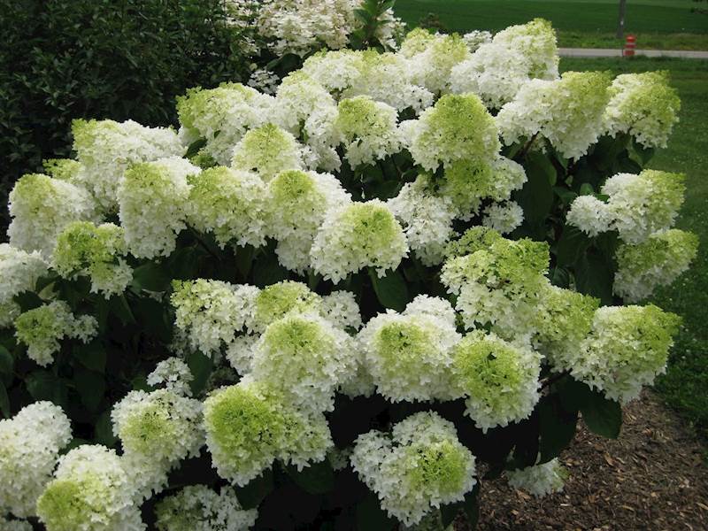 Hortensja bukietowa Phantom