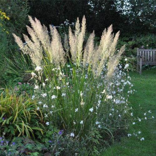 Trzcinnik krótkowłosy