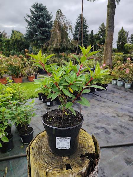 Hortensja bukietowa Petite Flori 3L