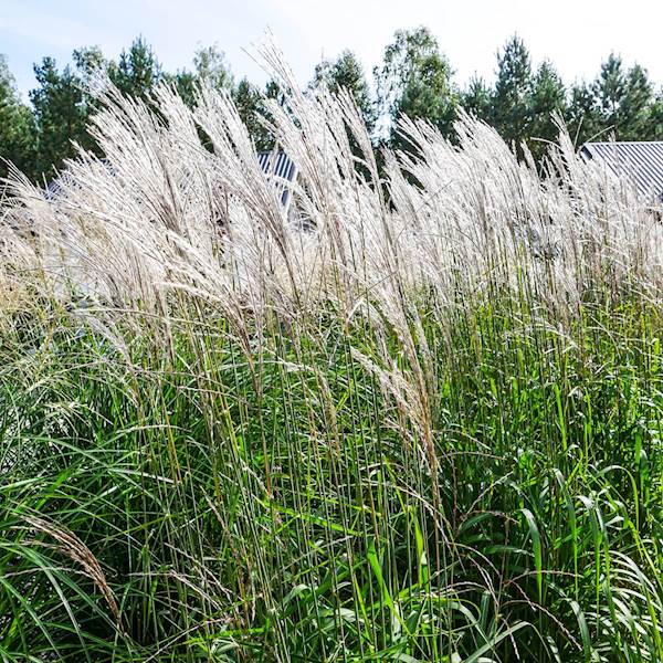 Miskant chiński Vanilla Sky