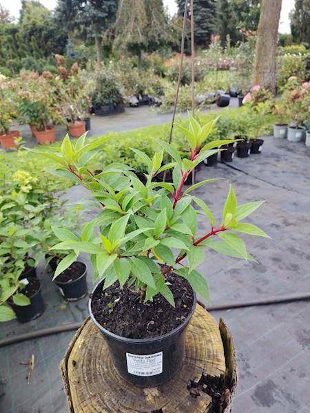 Hortensja bukietowa Petite Flori 3L