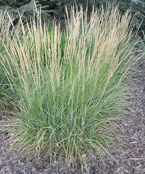 Trzcinnik ostrokwiatowy Overdam