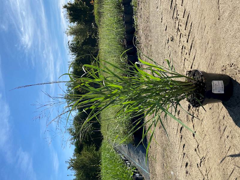 Proso rózgowate Squaw