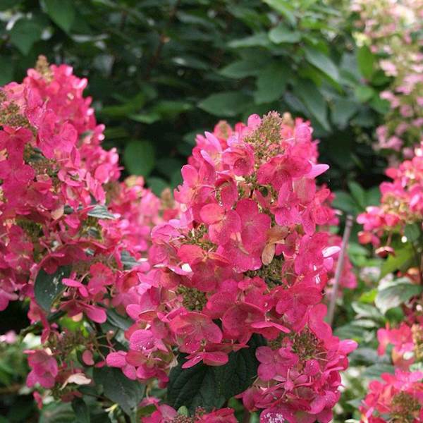 Hortensja bukietowa Magical Flame PBR