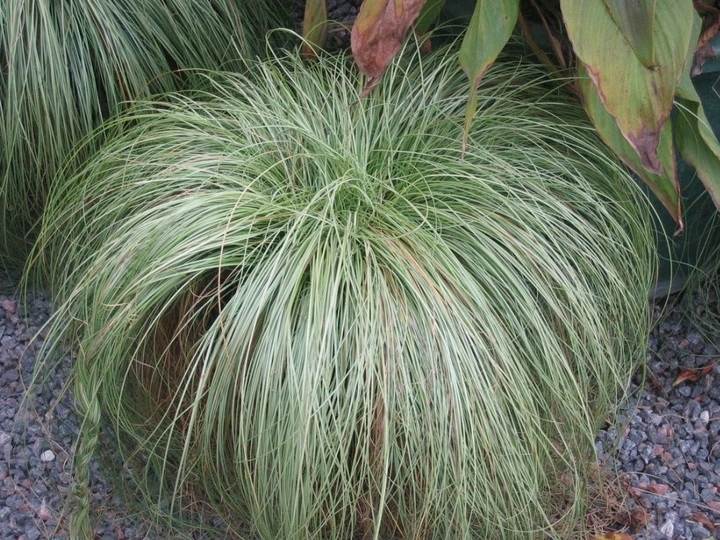 Turzyca włosista Frosted Curls