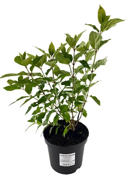 Hydrangea paniculata Limelight