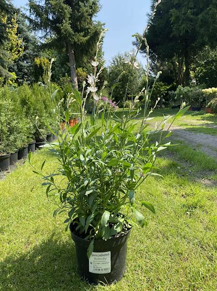 Gaura  Lindheimera Butterflies