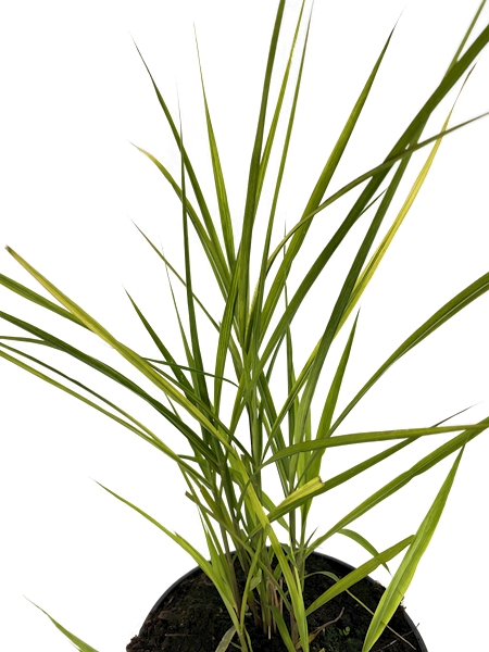 Miskant chiński Purpurascens
