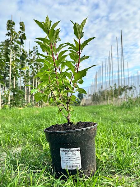 Hortensja bukietowa Hercules 3L