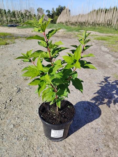 Hortensja bukietowa Polar Bear 3L