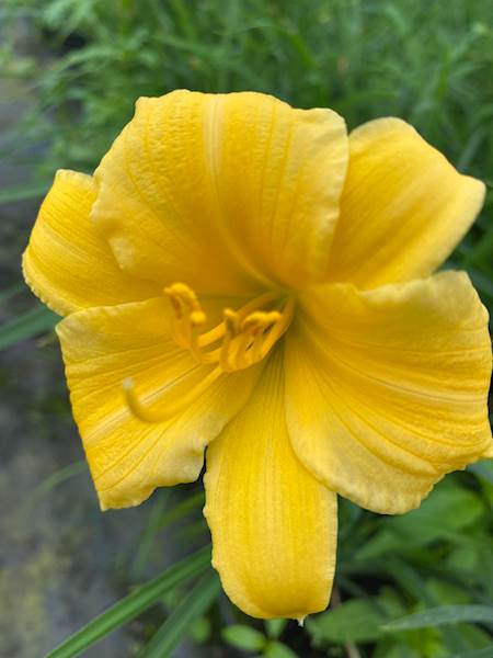 Liliowiec Stella de Oro