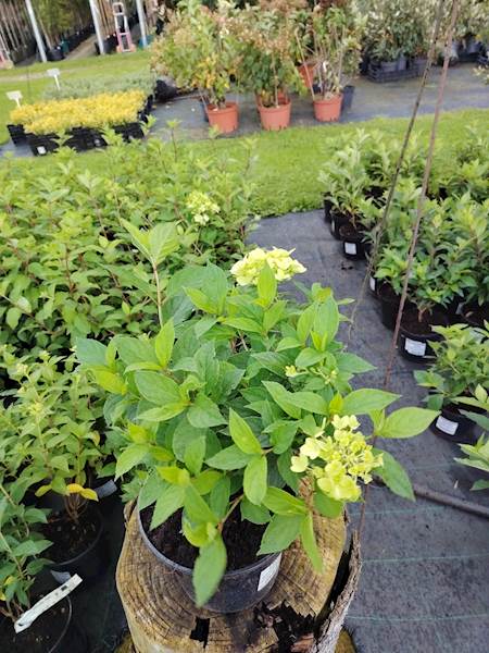 Hortensja bukietowa Limelight 3L