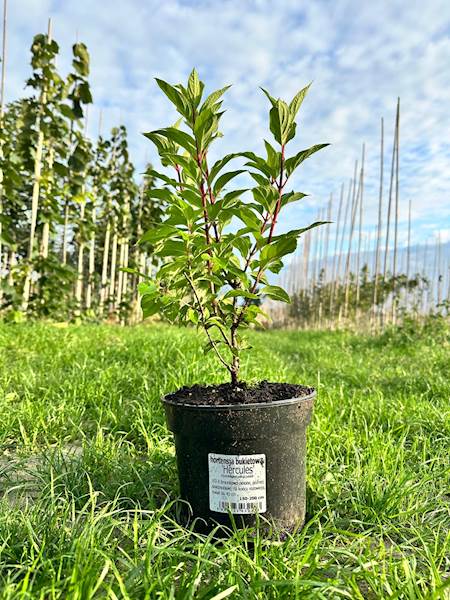 Hortensja bukietowa Hercules 3L