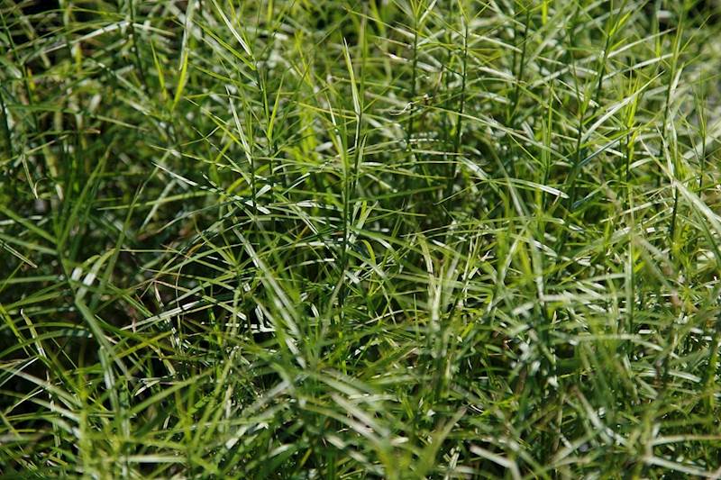 Turzyca muskegońska