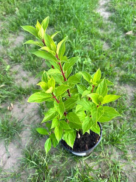 Hortensja bukietowa Hercules 3L