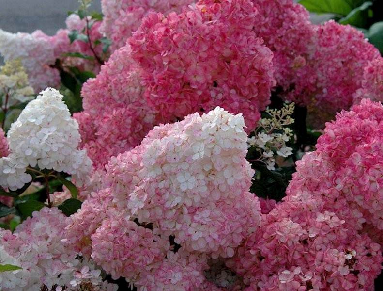 Hortensja bukietowa Sundae Fraise