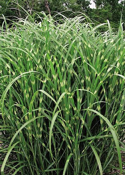 Miskant chiński Zebrinus