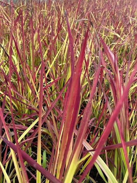Imperata cylindryczna Red Baron