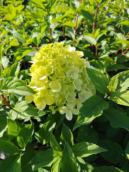 Hortensja bukietowa Polar Bear 3L