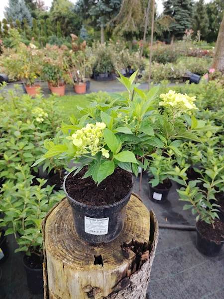 Hortensja bukietowa Limelight 3L
