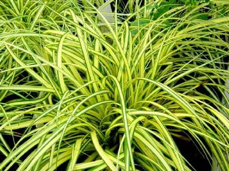 Turzyca oszimska Evergold