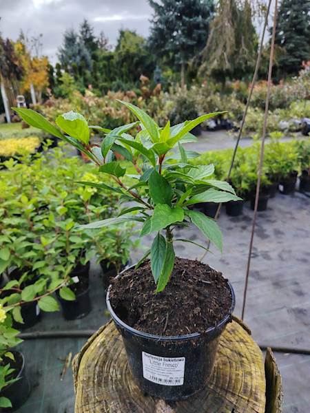 Hortensja bukietowa Little Fresco 3L