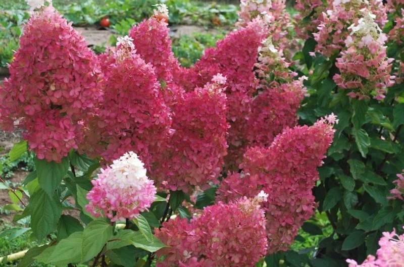 Hortensja bukietowa Petite Flori 3L