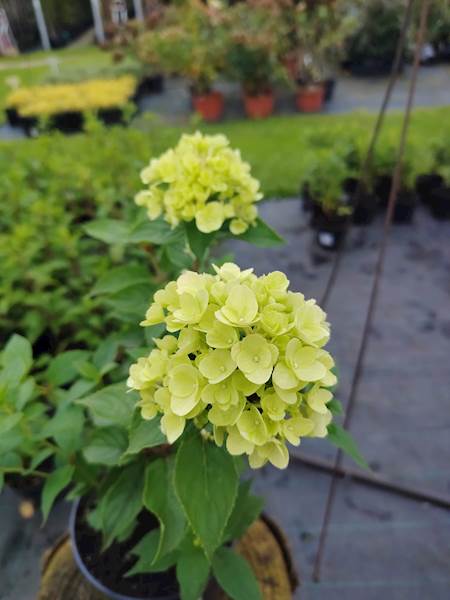Hortensja bukietowa Petite Cherry 3L