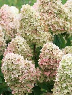 Hortensja bukietowa Magical Sweet Summer PBR