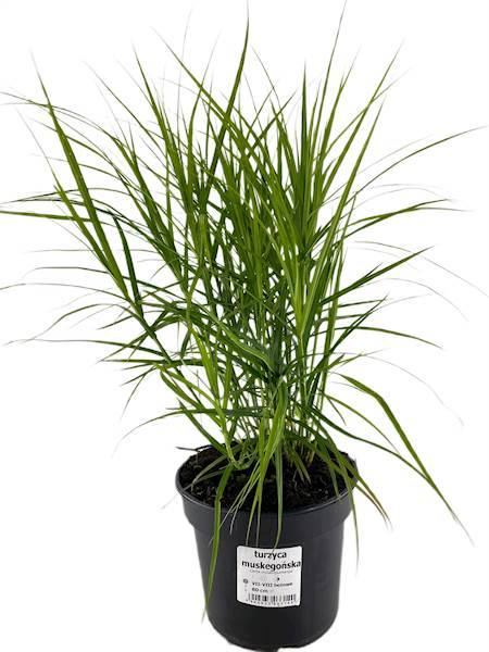 Turzyca muskegońska