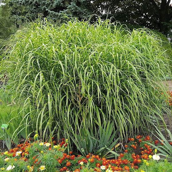 Miskant chiński Zebrinus